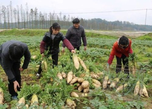 冰火两重天, 葱向前 来了,这农产品却遇冷,几毛一斤无人收购