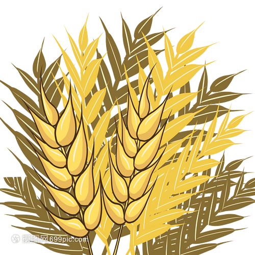 卡通手绘农作物丰收颗粒饱满的小麦