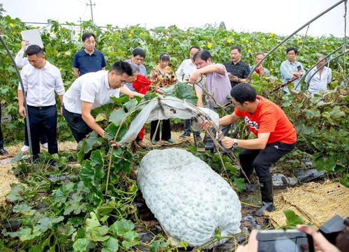 厉害了 浙江农业之最纪录保持者创吉尼斯世界纪录