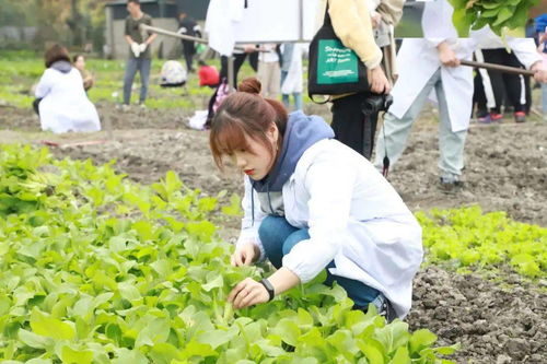 国际商学院师生赴四川农业大学农学院实验基地开展农作物生产实践活动