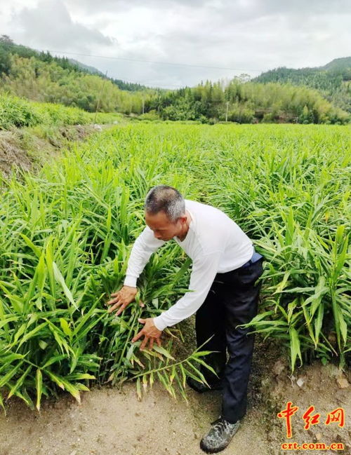 福建省连城县姑田镇 农户流转耕地种植高效经济作物增收入 图