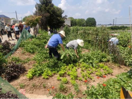 西湖镇清理河道非法种植农作物