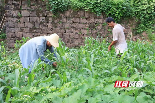 助力乡村振兴 麻阳推进红缨子高粱种植