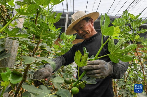 山东泰安 农业合作社特色种植富乡村