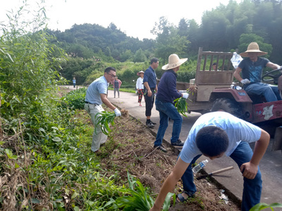 休宁县渭桥乡:清理路肩种植 改善路域环境