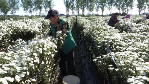 菊花开满地 金 美了乡村富了村民