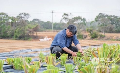 凤梨苗安家平潭