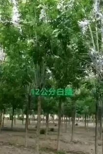 恭喜郓城县华泽苗木种植场入驻苗木通 山东李全启 精品国槐专供