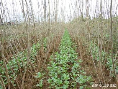 农民种植这种粮食作物,春节前10元一公斤,过年钱不用愁了