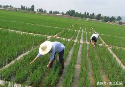 现在搞种植除草剂太重要了,看完就知道农作物如何选择除草剂了