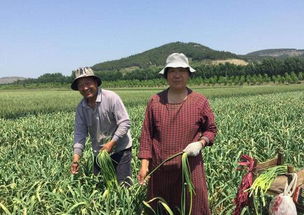 这种作物,如今卖25元一斤,去年却 菜贱伤农